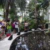 Waiting For Stinky: Crowds Flock To NY Botanical Garden For Still-Unbloomed Corpse Flower